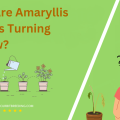 Why Are Amaryllis Leaves Turning Yellow