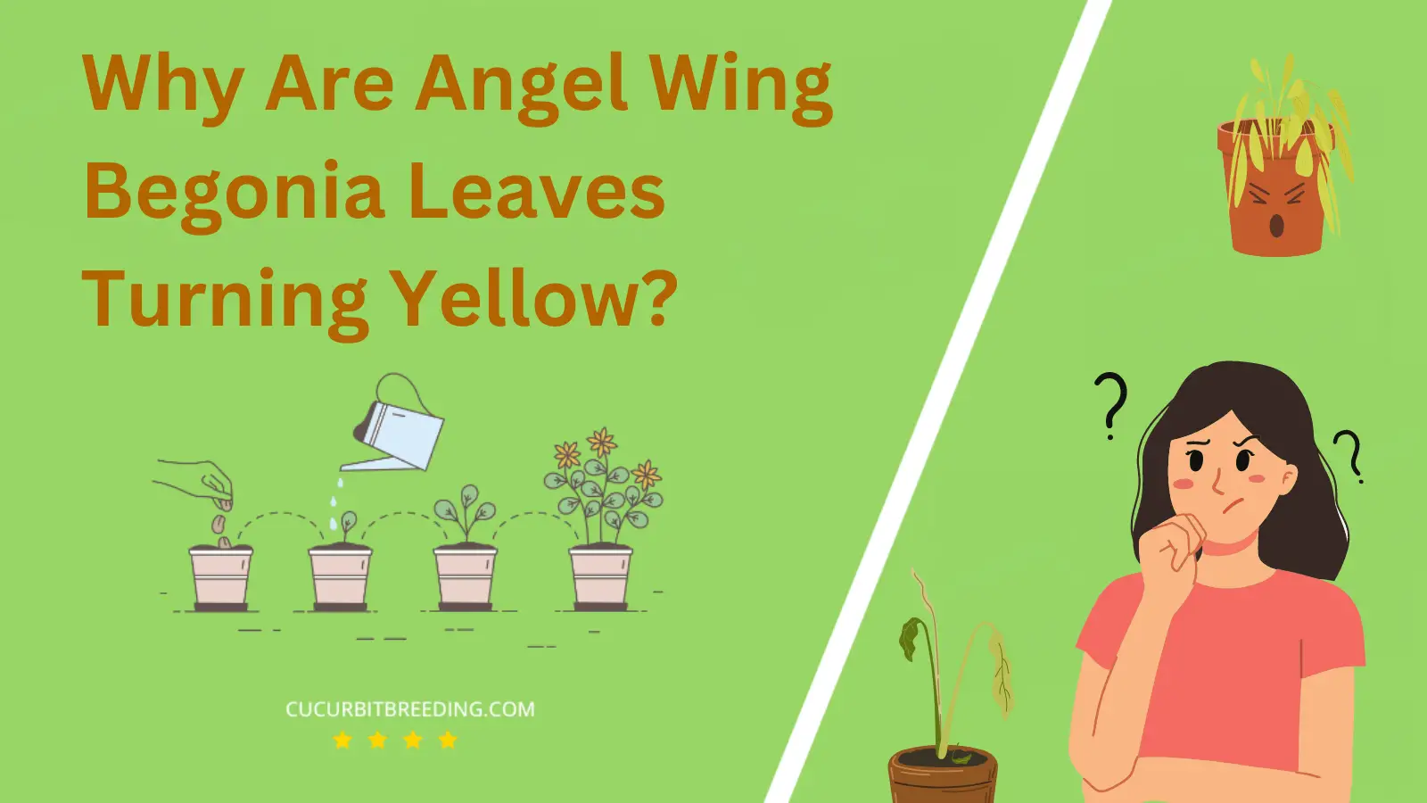 Why Are Angel Wing Begonia Leaves Turning Yellow