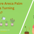 Why Are Areca Palm Leaves Turning Yellow