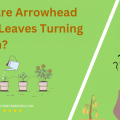 Why Are Arrowhead Plant Leaves Turning Brown