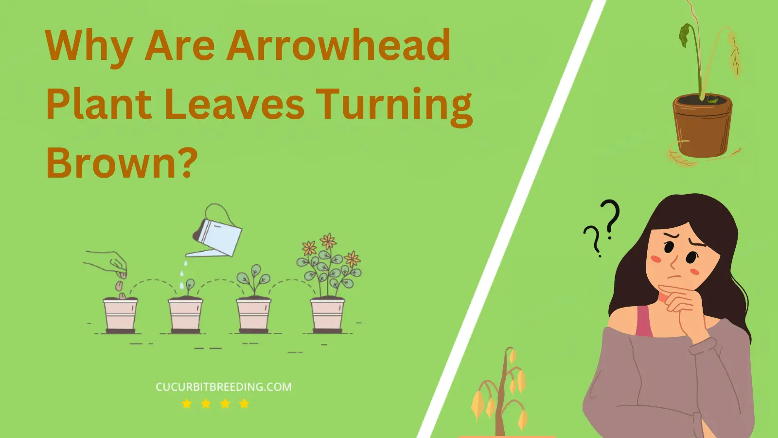 Why Are Arrowhead Plant Leaves Turning Brown