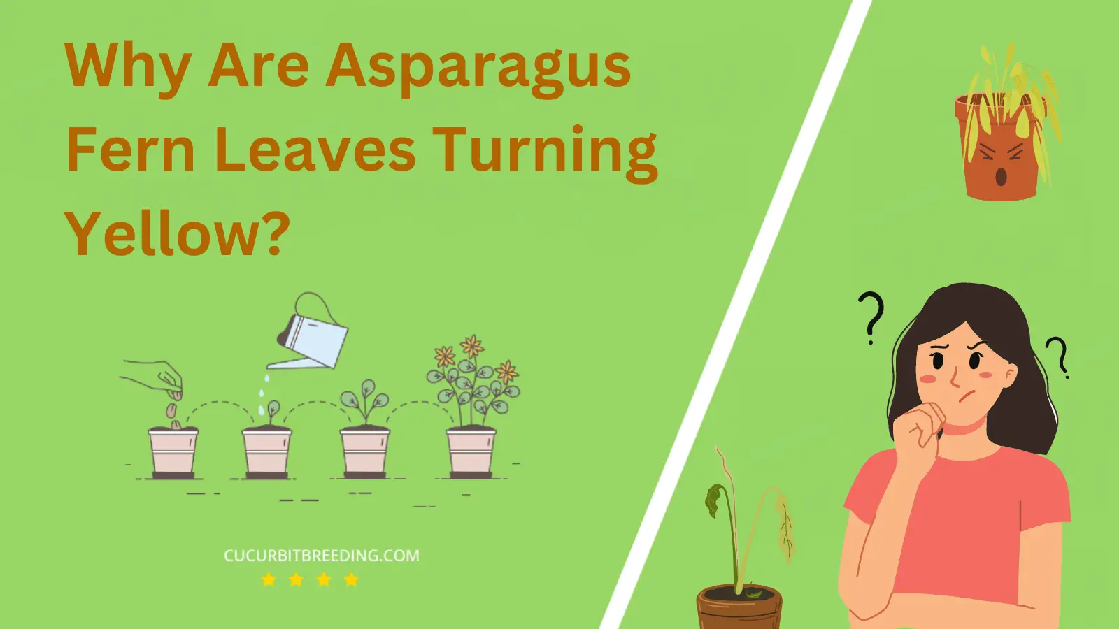 Why Are Asparagus Fern Leaves Turning Yellow