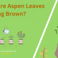 Why Are Aspen Leaves Turning Brown
