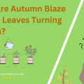 Why Are Autumn Blaze Maple Leaves Turning Brown
