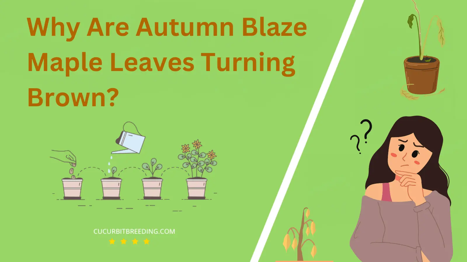 Why Are Autumn Blaze Maple Leaves Turning Brown