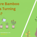 Why Are Bamboo Leaves Turning Brown
