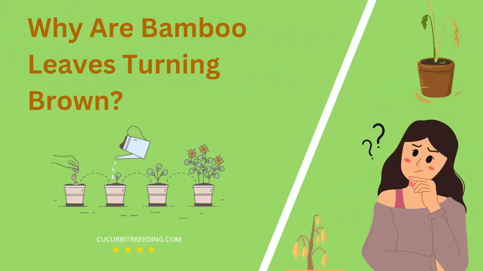 Why Are Bamboo Leaves Turning Brown