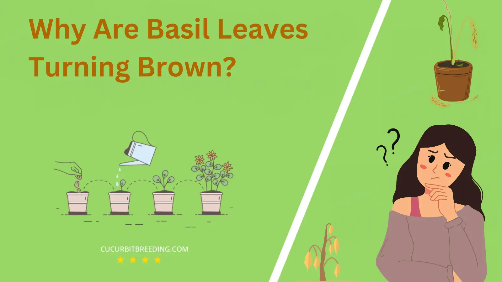 Why Are Basil Leaves Turning Brown