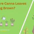 Why Are Canna Leaves Turning Brown
