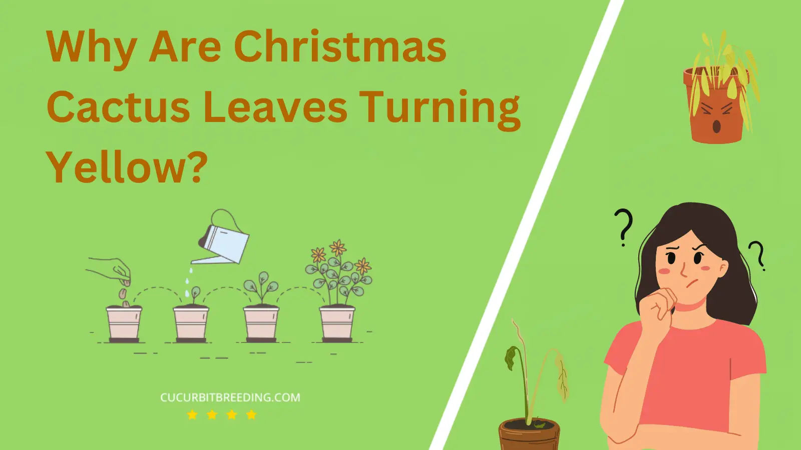Why Are Christmas Cactus Leaves Turning Yellow