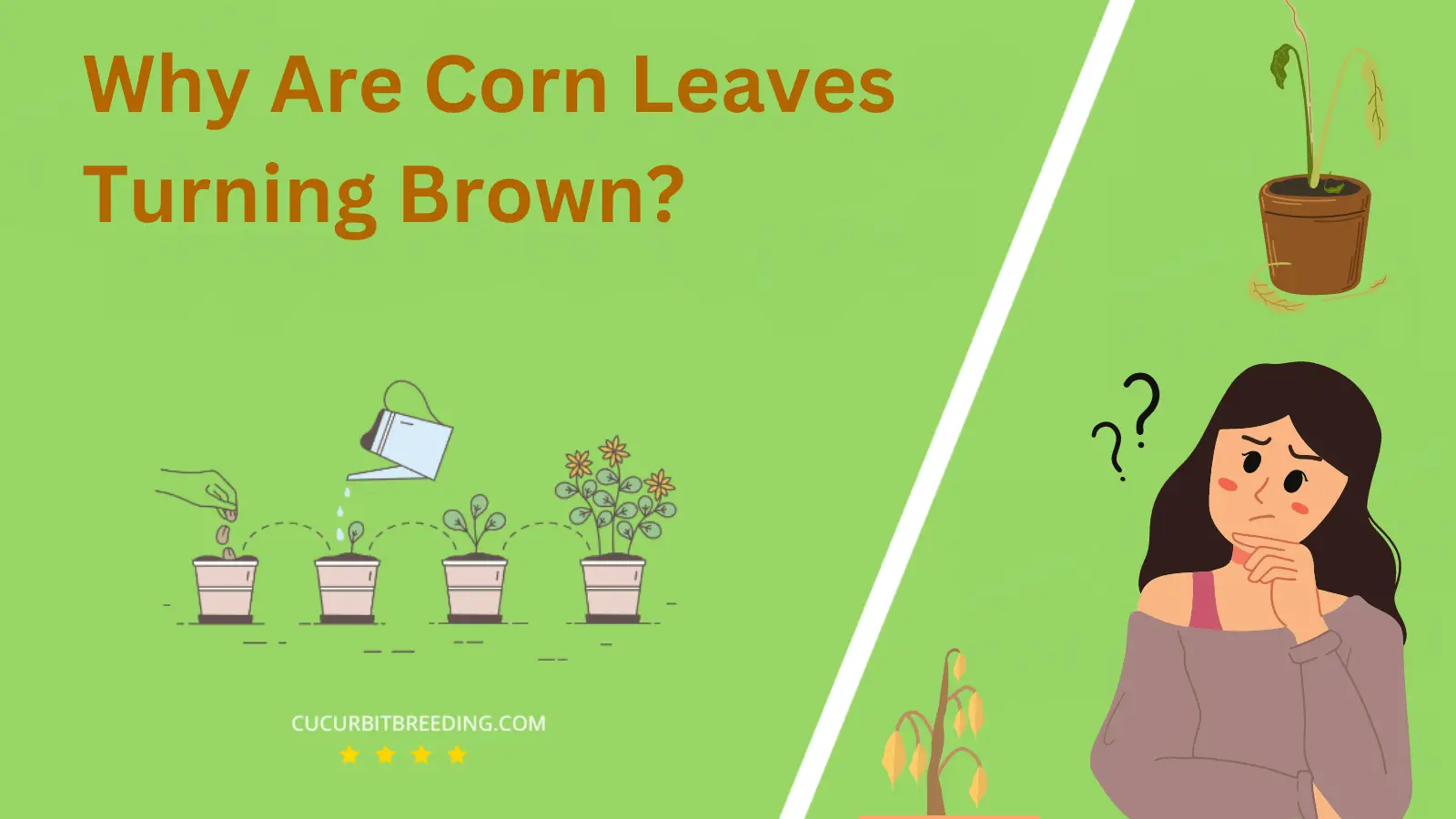 Why Are Corn Leaves Turning Brown