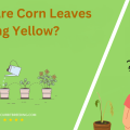Why Are Corn Leaves Turning Yellow