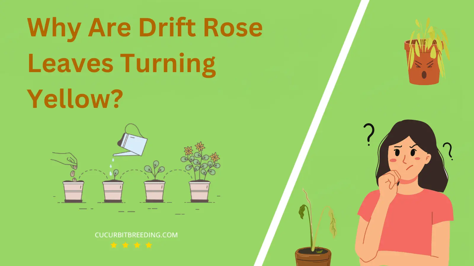 Why Are Drift Rose Leaves Turning Yellow