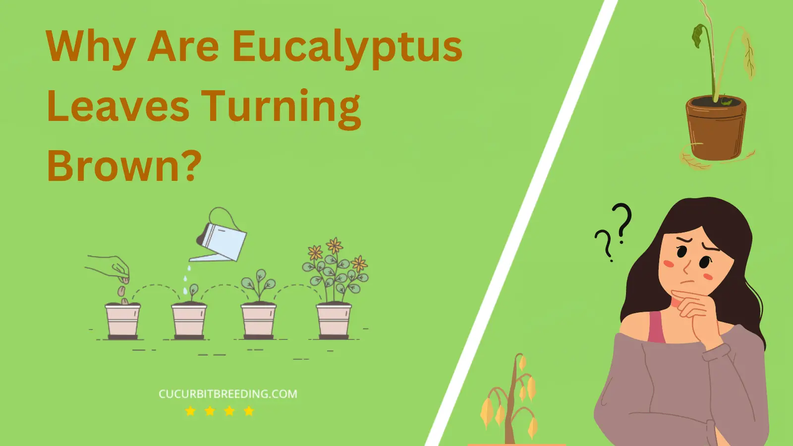 Why Are Eucalyptus Leaves Turning Brown