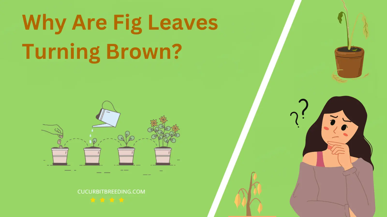 Why Are Fig Leaves Turning Brown