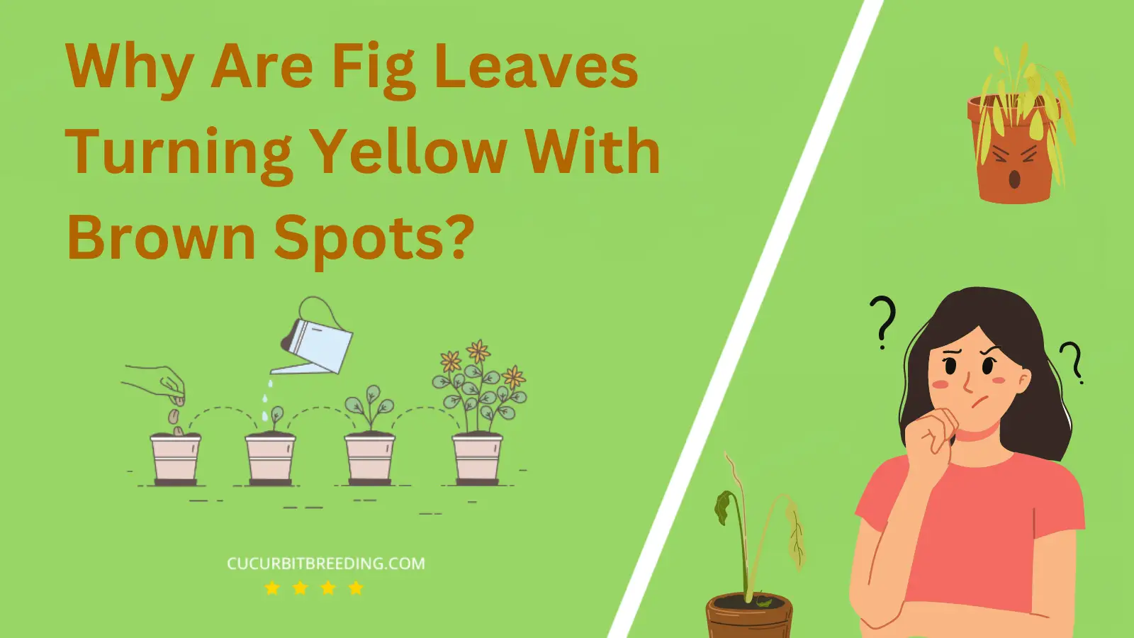 Why Are Fig Leaves Turning Yellow With Brown Spots