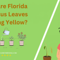 Why Are Florida Hibiscus Leaves Turning Yellow
