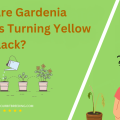 Why Are Gardenia Leaves Turning Yellow and Black