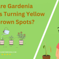 Why Are Gardenia Leaves Turning Yellow with Brown Spots
