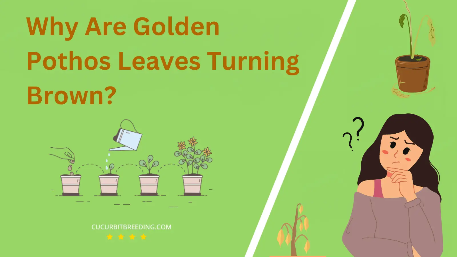 Why Are Golden Pothos Leaves Turning Brown