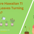 Why Are Hawaiian Ti Plant Leaves Turning Yellow