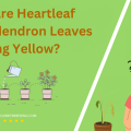 Why Are Heartleaf Philodendron Leaves Turning Yellow