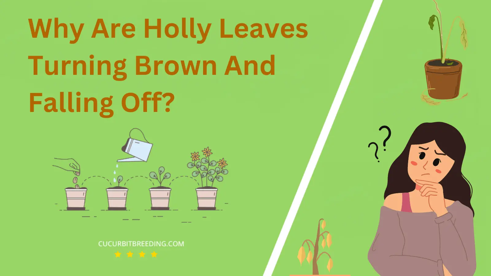 Why Are Holly Leaves Turning Brown And Falling Off