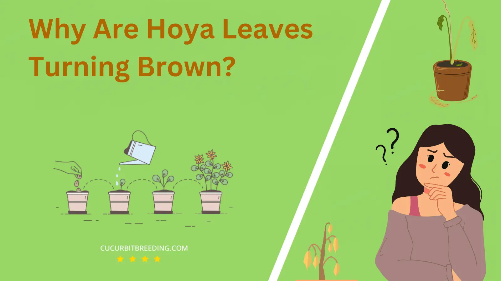 Why Are Hoya Leaves Turning Brown