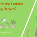 Why Are Ivy Leaves Turning Brown