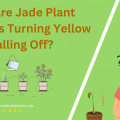 Why Are Jade Plant Leaves Turning Yellow and Falling Off