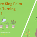 Why Are King Palm Leaves Turning Brown