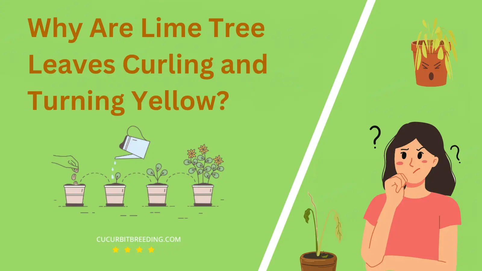 Why Are Lime Tree Leaves Curling and Turning Yellow
