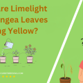 Why Are Limelight Hydrangea Leaves Turning Yellow