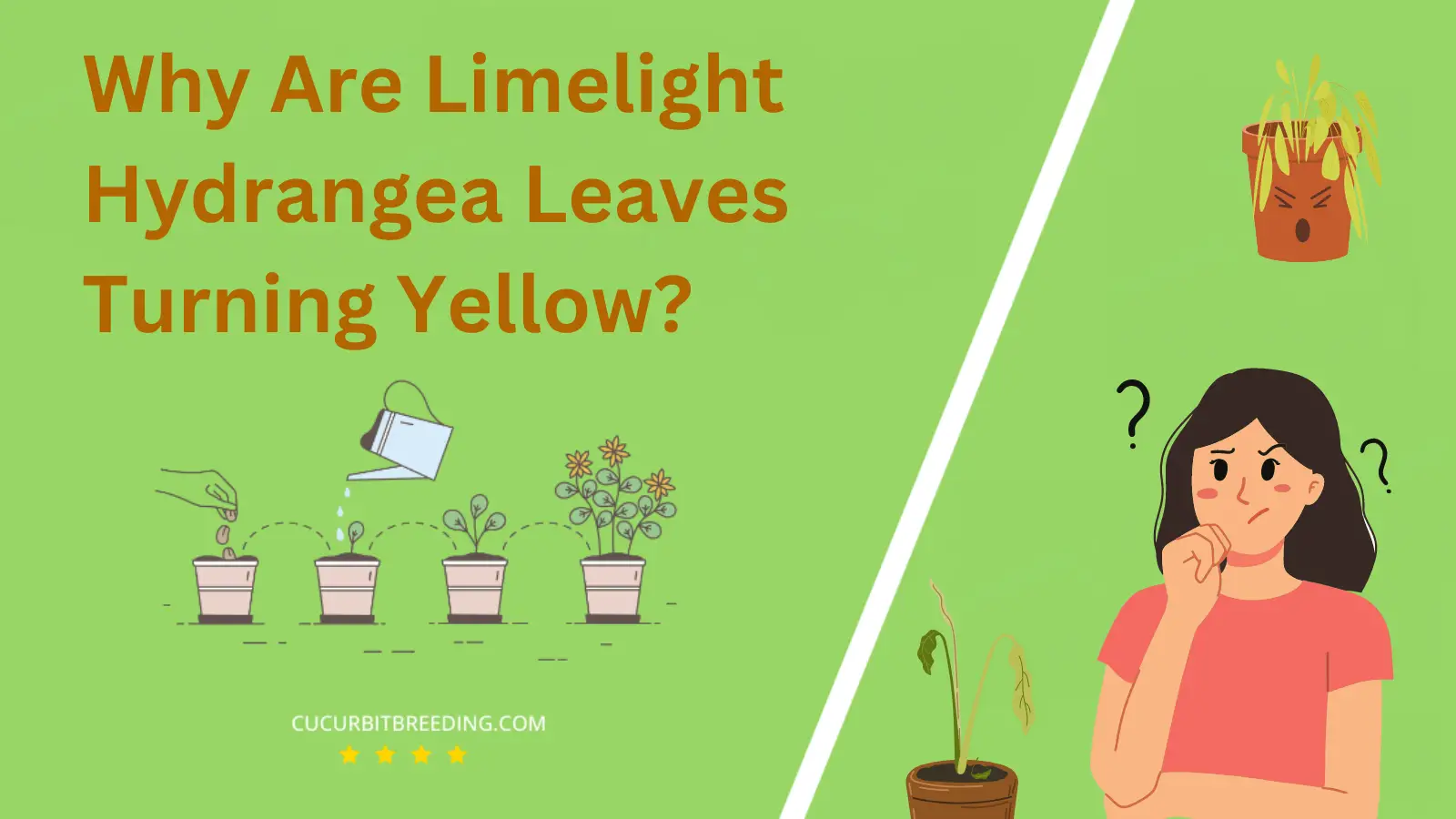 Why Are Limelight Hydrangea Leaves Turning Yellow