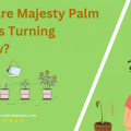 Why Are Majesty Palm Leaves Turning Yellow