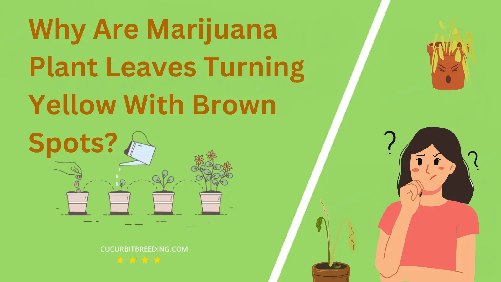 Why Are Marijuana Plant Leaves Turning Yellow With Brown Spots