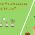 Why Are Melon Leaves Turning Yellow