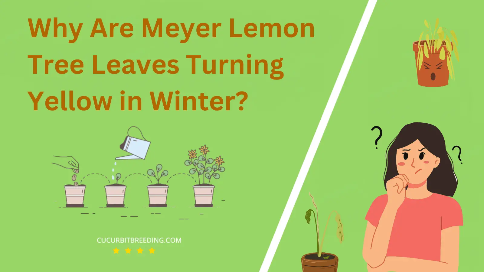 Why Are Meyer Lemon Tree Leaves Turning Yellow in Winter