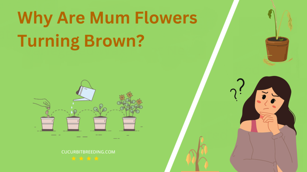 Why Are Mum Flowers Turning Brown