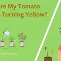 Why Are My Tomato Plants Turning Yellow