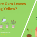 Why Are Okra Leaves Turning Yellow