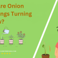 Why Are Onion Seedlings Turning Yellow