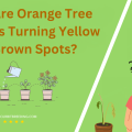 Why Are Orange Tree Leaves Turning Yellow with Brown Spots