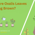 Why Are Oxalis Leaves Turning Brown