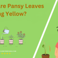 Why Are Pansy Leaves Turning Yellow