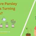 Why Are Parsley Leaves Turning Yellow