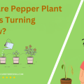 Why Are Pepper Plant Leaves Turning Yellow