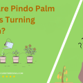 Why Are Pindo Palm Fronds Turning Brown