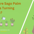 Why Are Sago Palm Leaves Turning Brown