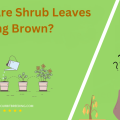 Why Are Shrub Leaves Turning Brown